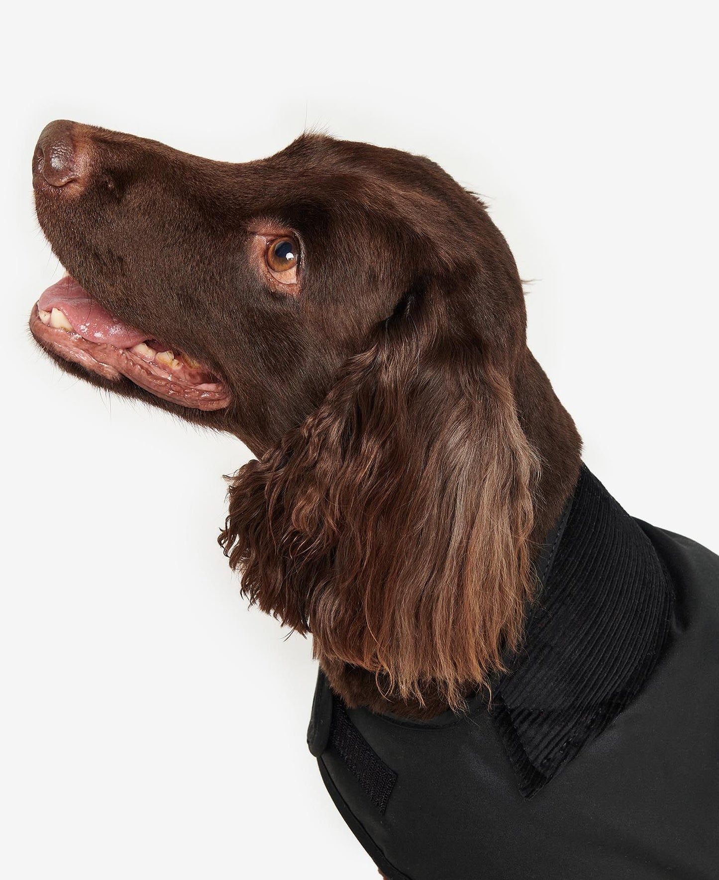 Wax Dog Coat - Black