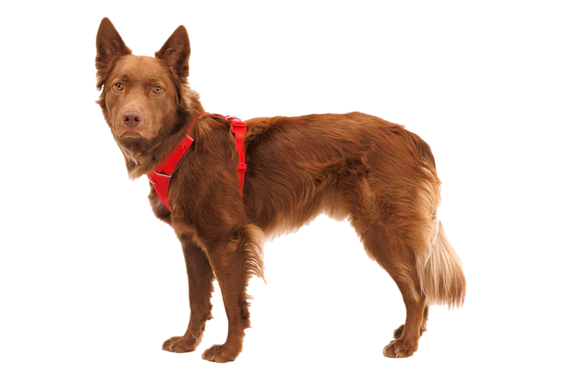 Front Range® Dog Harness - Red Canyon