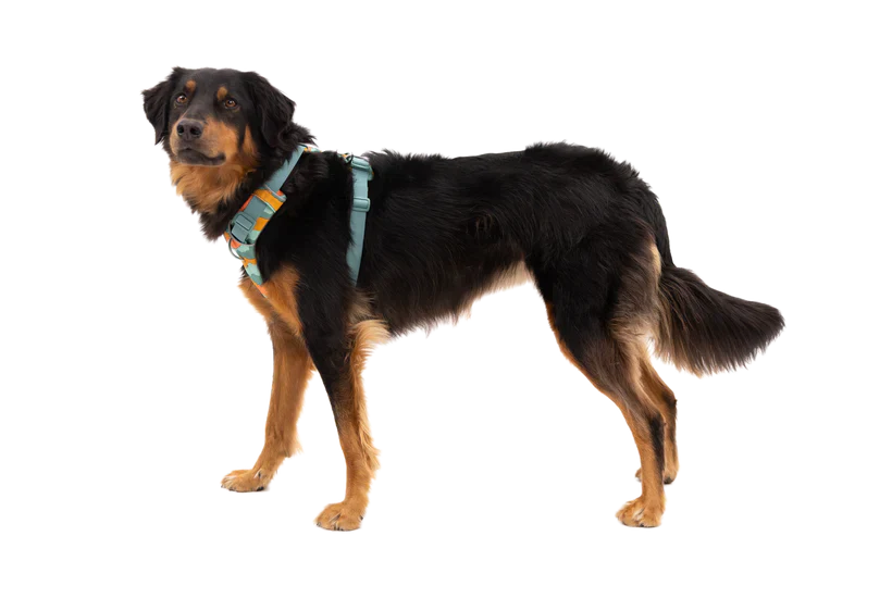 Front Range® Dog Harness - Spring Mountains